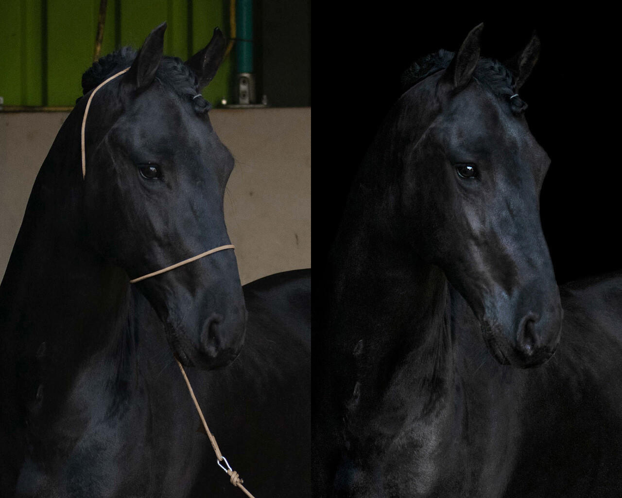 QHP Fondina fotografica