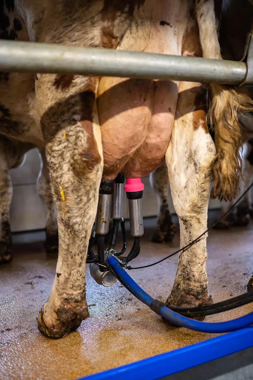 UDDER TECH Zitzengummi-Adapter MILK EASY groß
