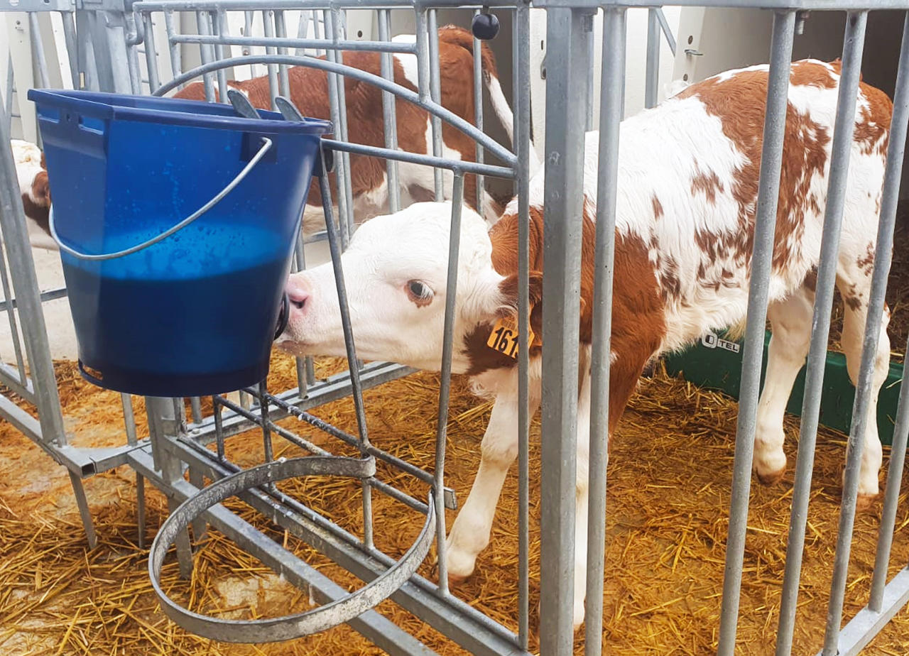 Hiko Calf Buddy-Kälbertränkeimer CB1 - 9l