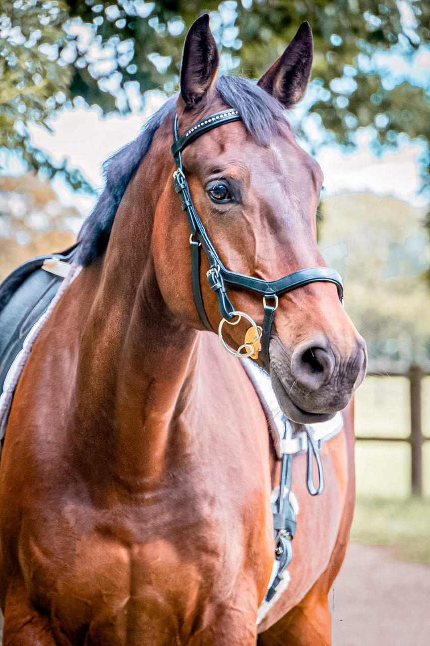 Horseware Concorso Rambo Micklem Diamante