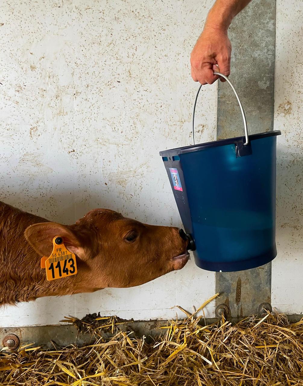 Hiko Calf Buddy-Kälbertränkeimer CB1 - 9l