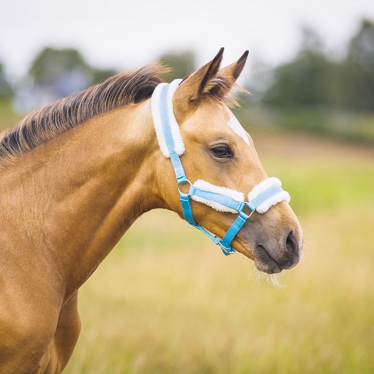 Q-Essentials Fohlenhalfter mit Pelz