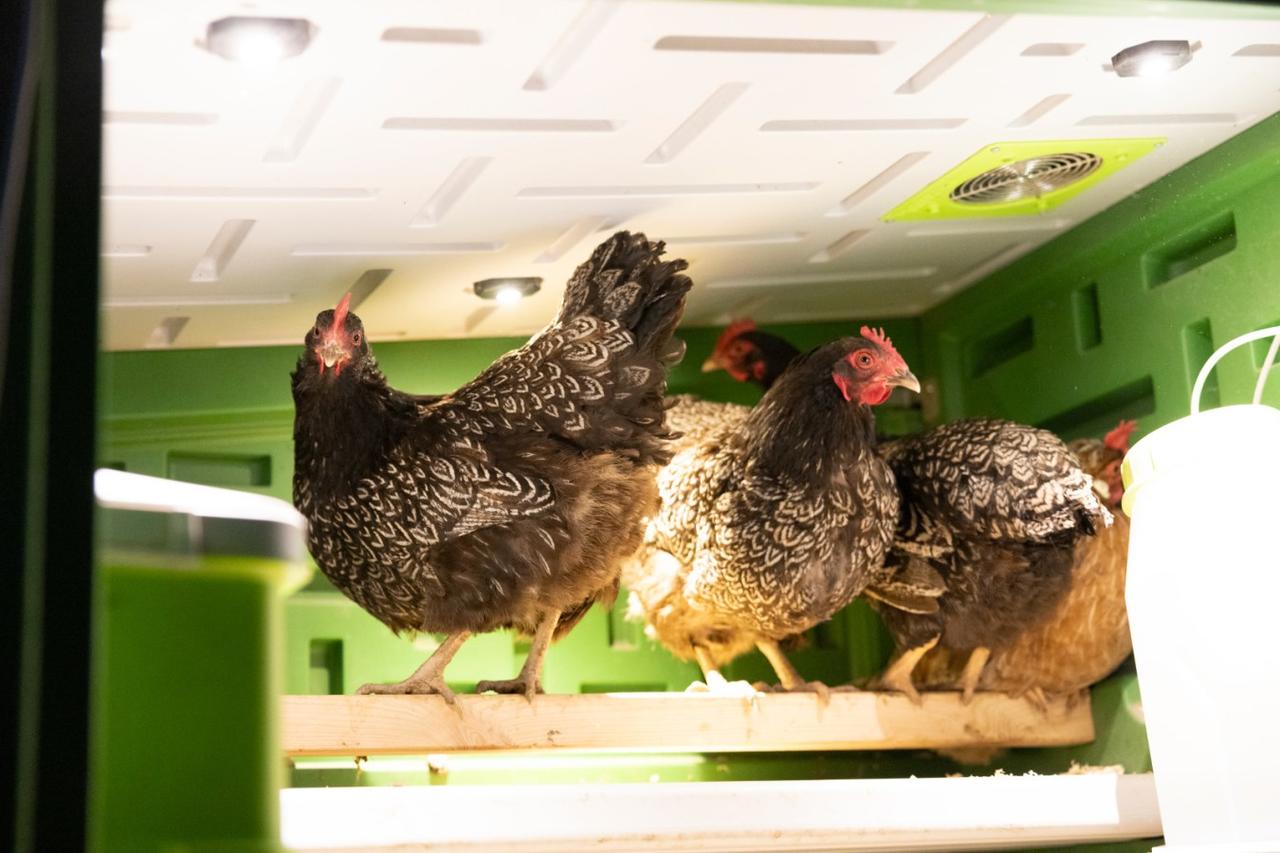 Kerbl SmartCoop LED-Stallbeleuchtung