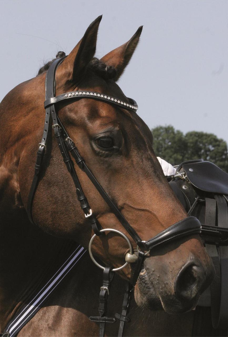 Hans Melzer Snaffle Valluhn, Hannoverian