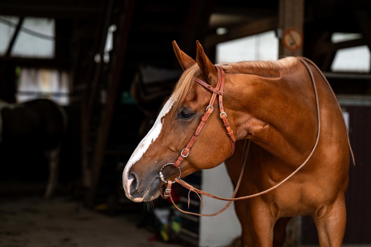 Roping Kopfstück aus Harness-Leder