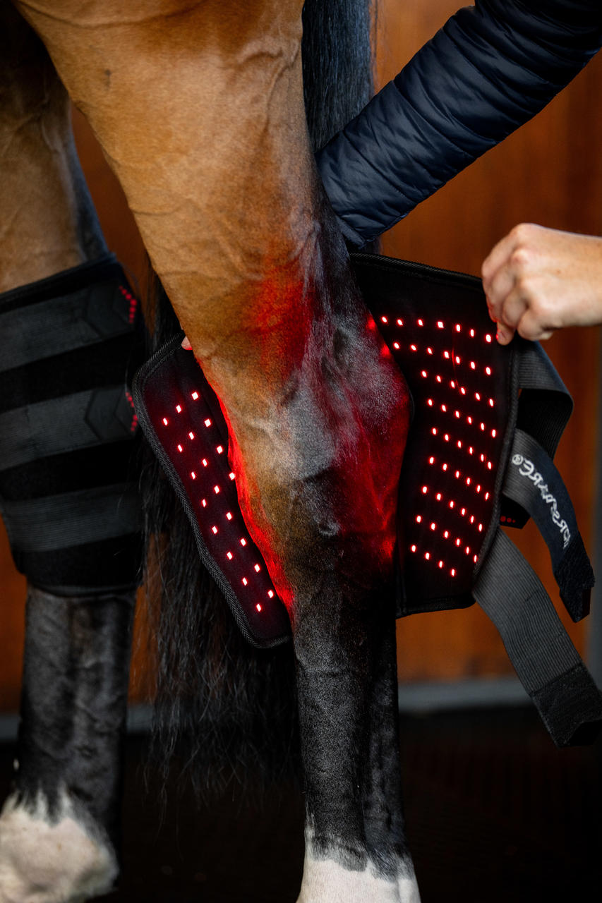 Horseware Protège-Jarret de Thérapie par Lumière Rouge LED