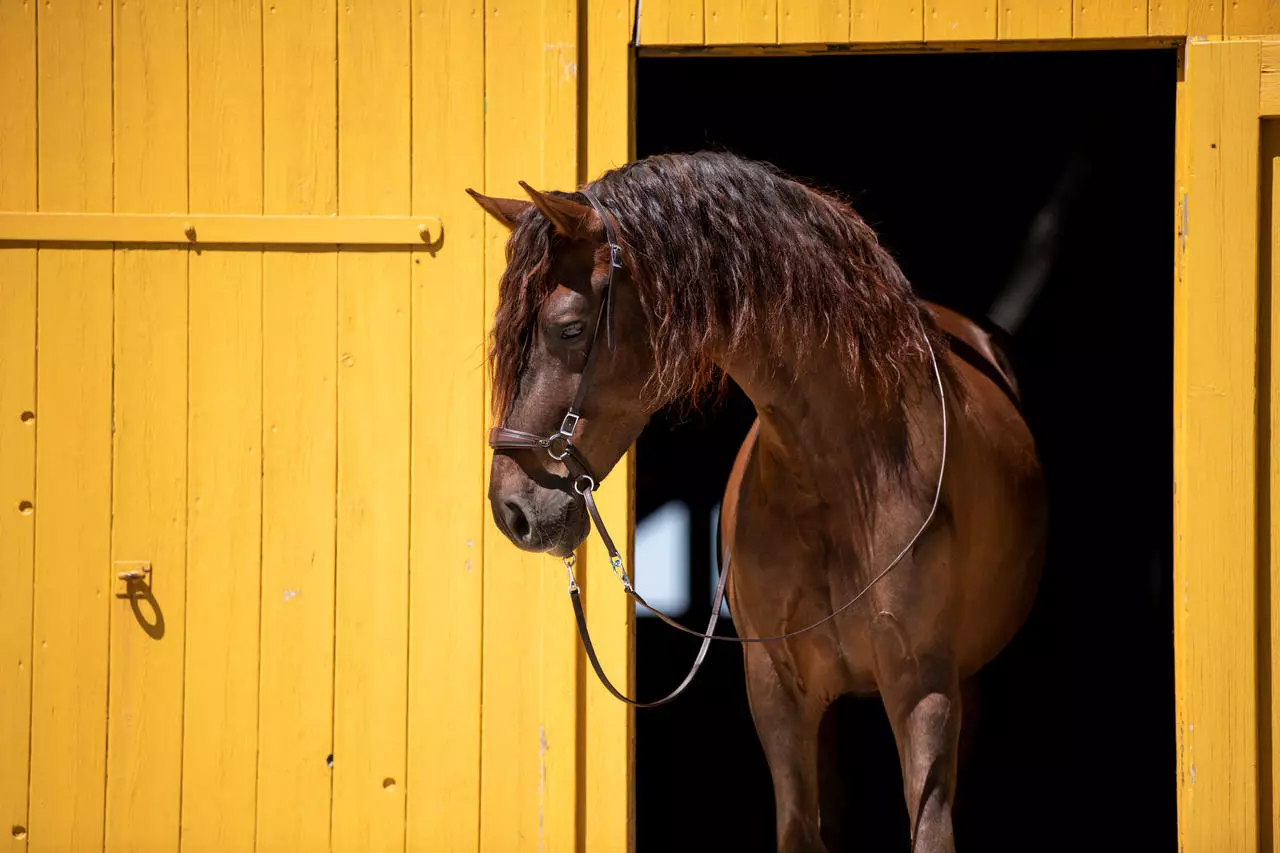 F.R.A. Gebissloser Zaum mewi