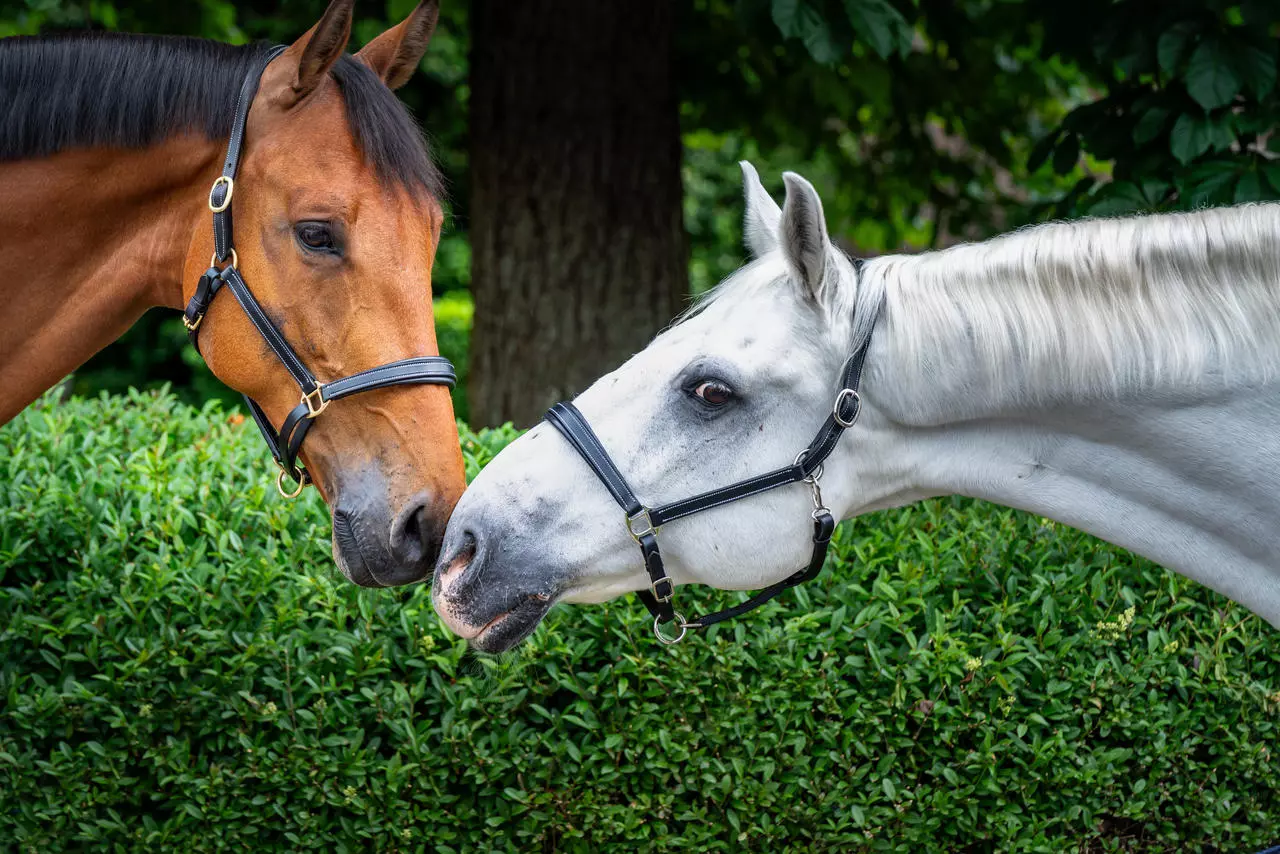 WAHL-Hausmarke TenderMe Lederhalfter