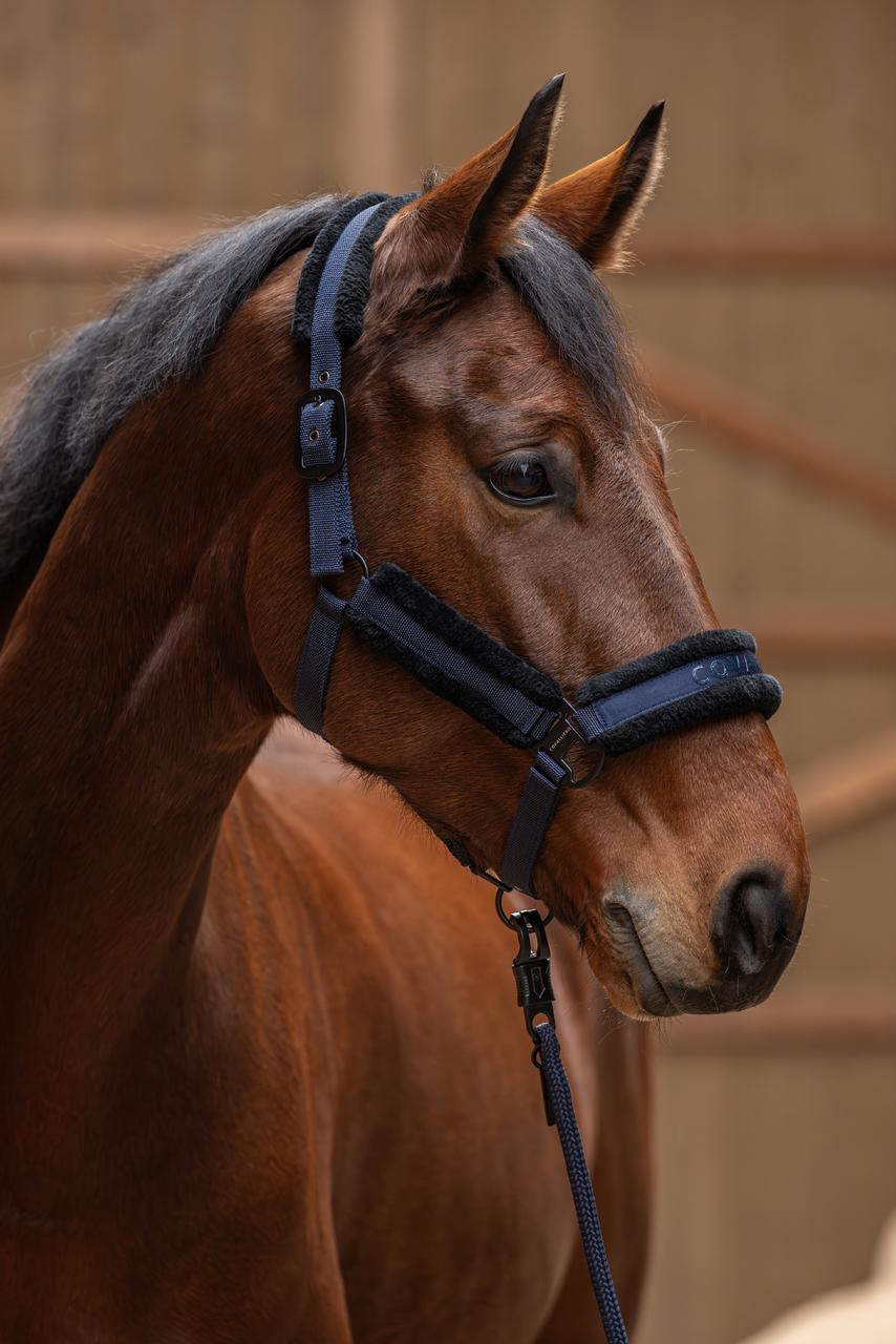 Covalliero Halfter