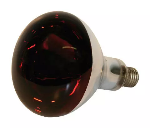 Göbel Hartglas-Infrarotlampe rot, 250 Watt