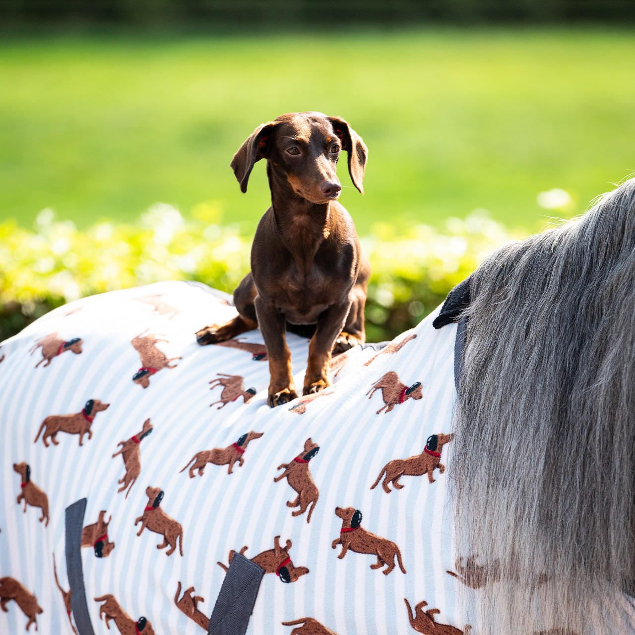 QHP Fleecedecke Stable Buddy
