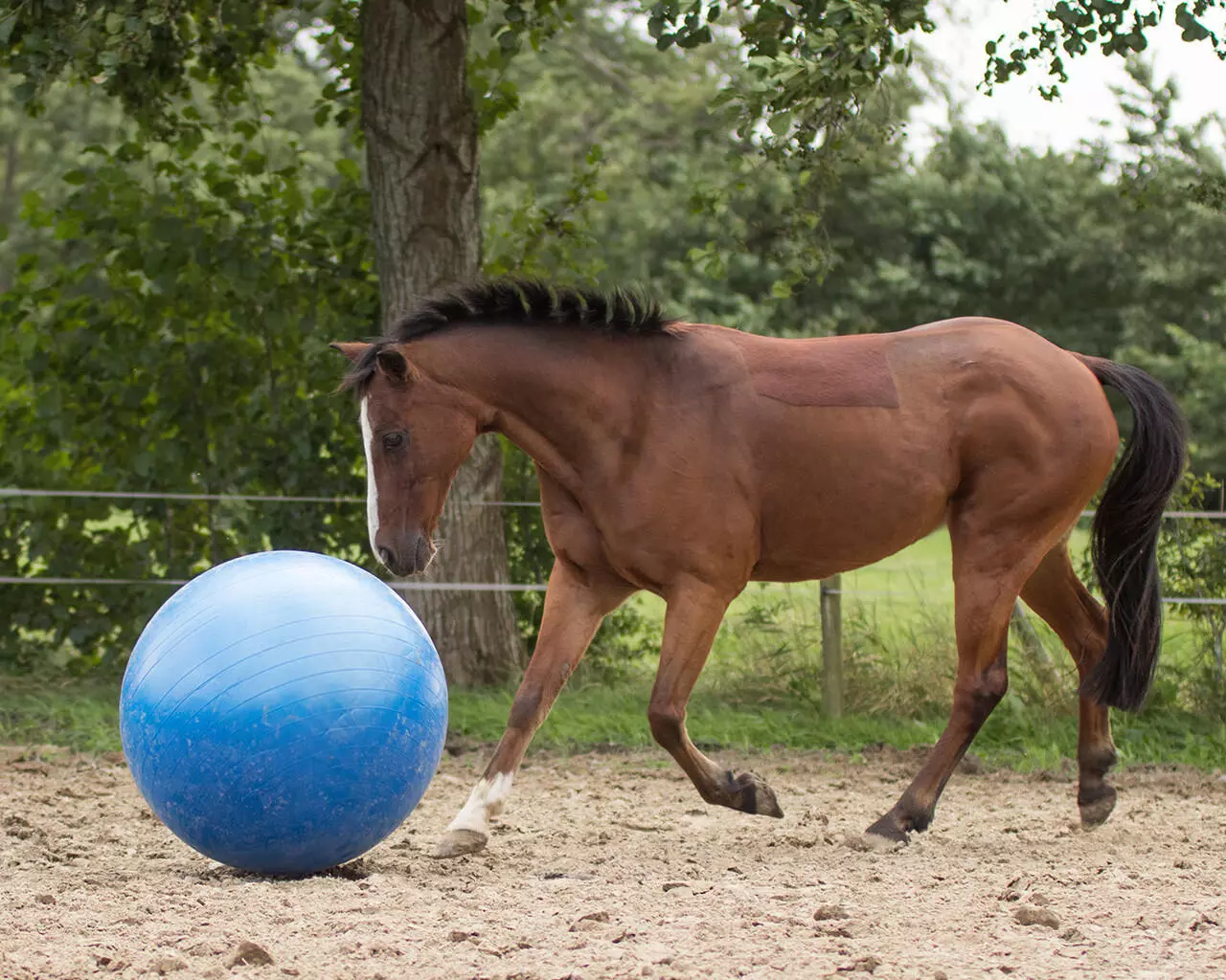 QHP Pferdefussball
