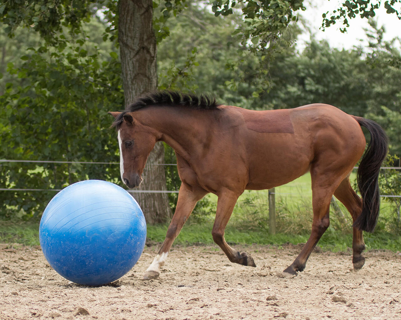 QHP Calcio a cavallo