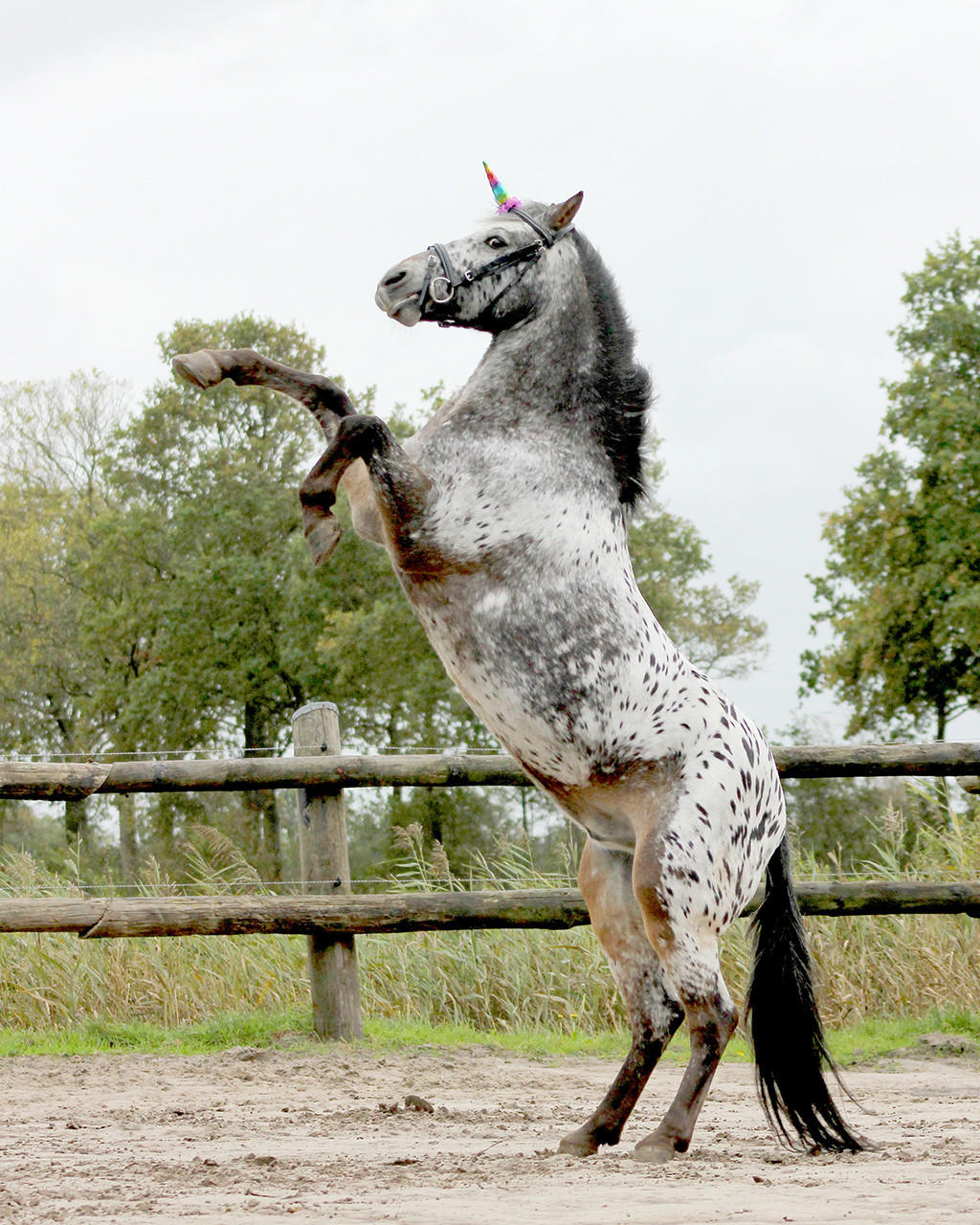 QHP Corno di unicorno