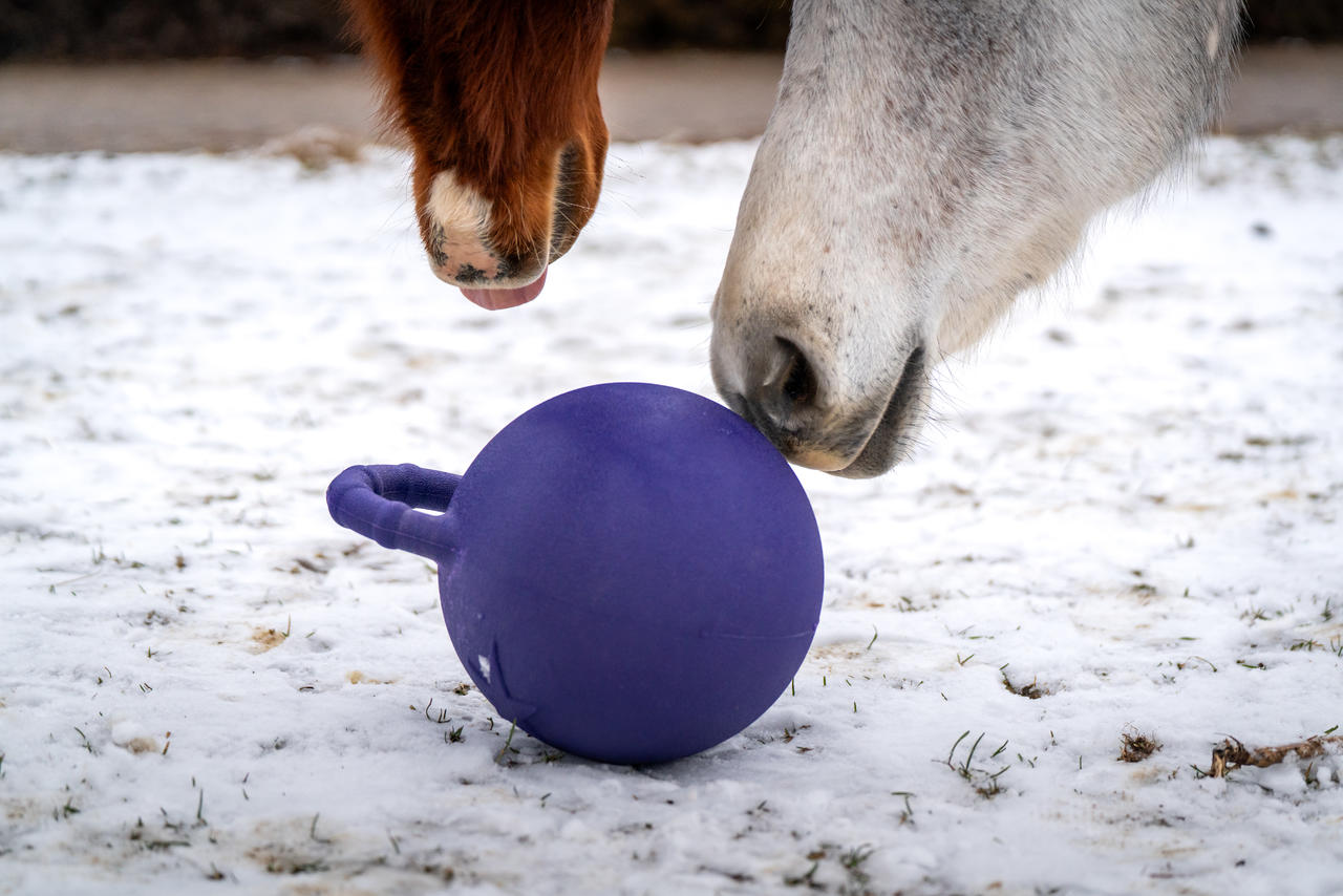 Kerbl Pferdespielball