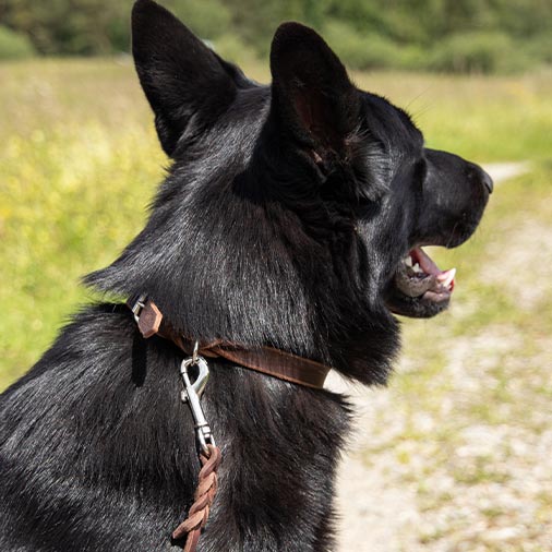 hund_Halsband