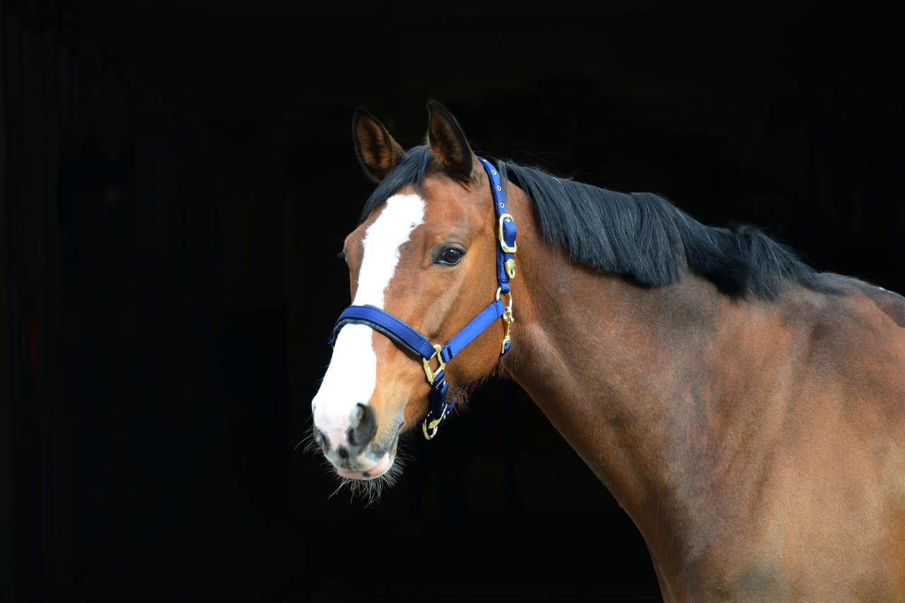 Stallhalfter De Luxe Stallhalfter De Luxe