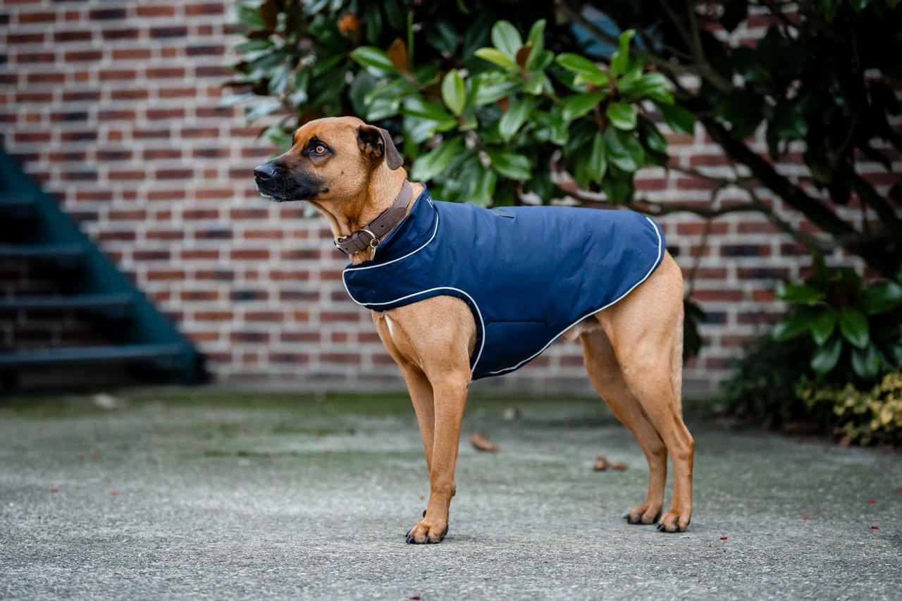 Horseware Signature Dog Rain Coat 100g