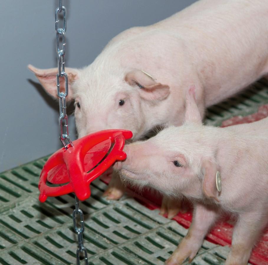 Kerbl Ferkelbeißring mit Aufhängekette