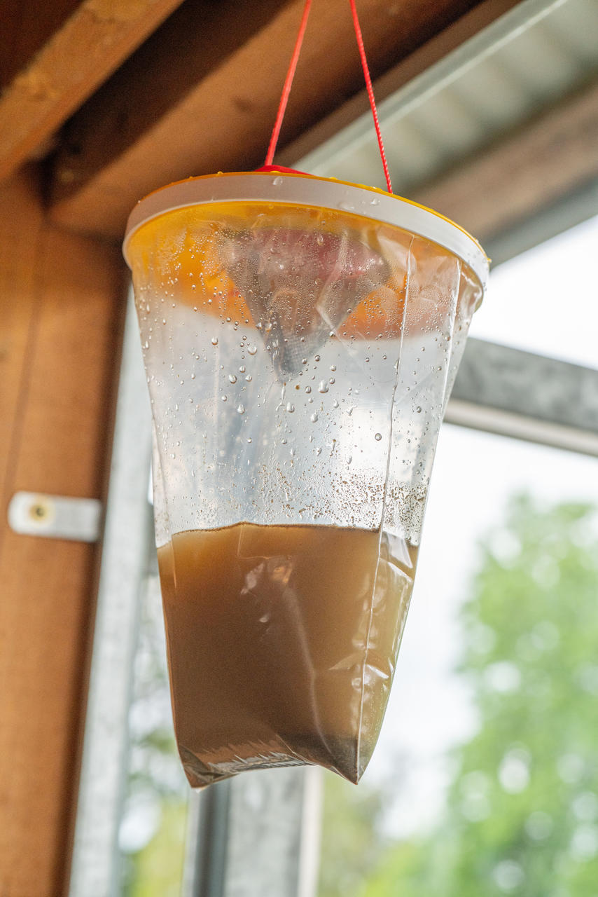 REDTOP Fliegenfalle , Größe L, 3 Liter