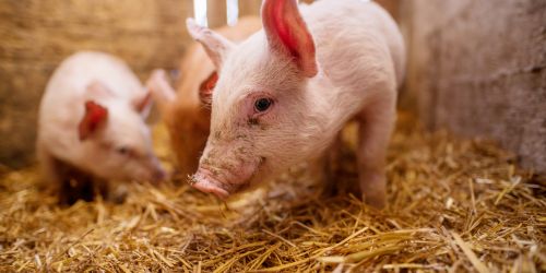 ueberuns_schwein