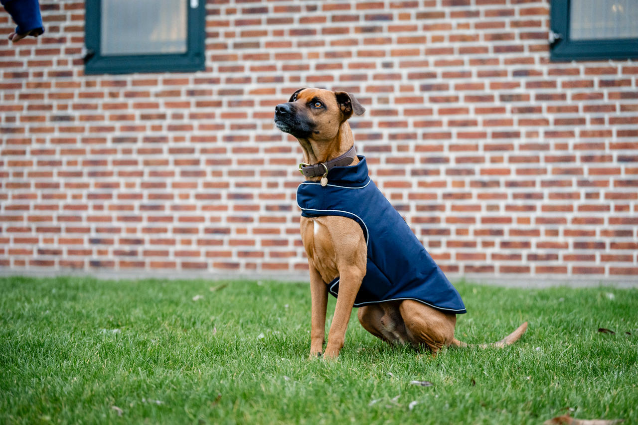 Horseware Signature Dog Rain Coat 100g