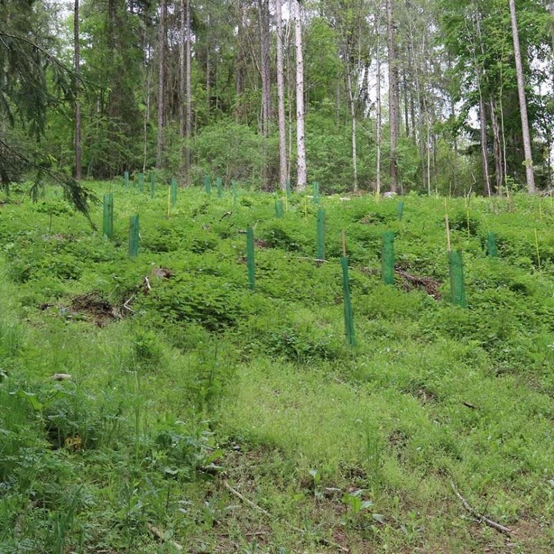 witasek Baumschutzhülle Klimawit light 120 cm