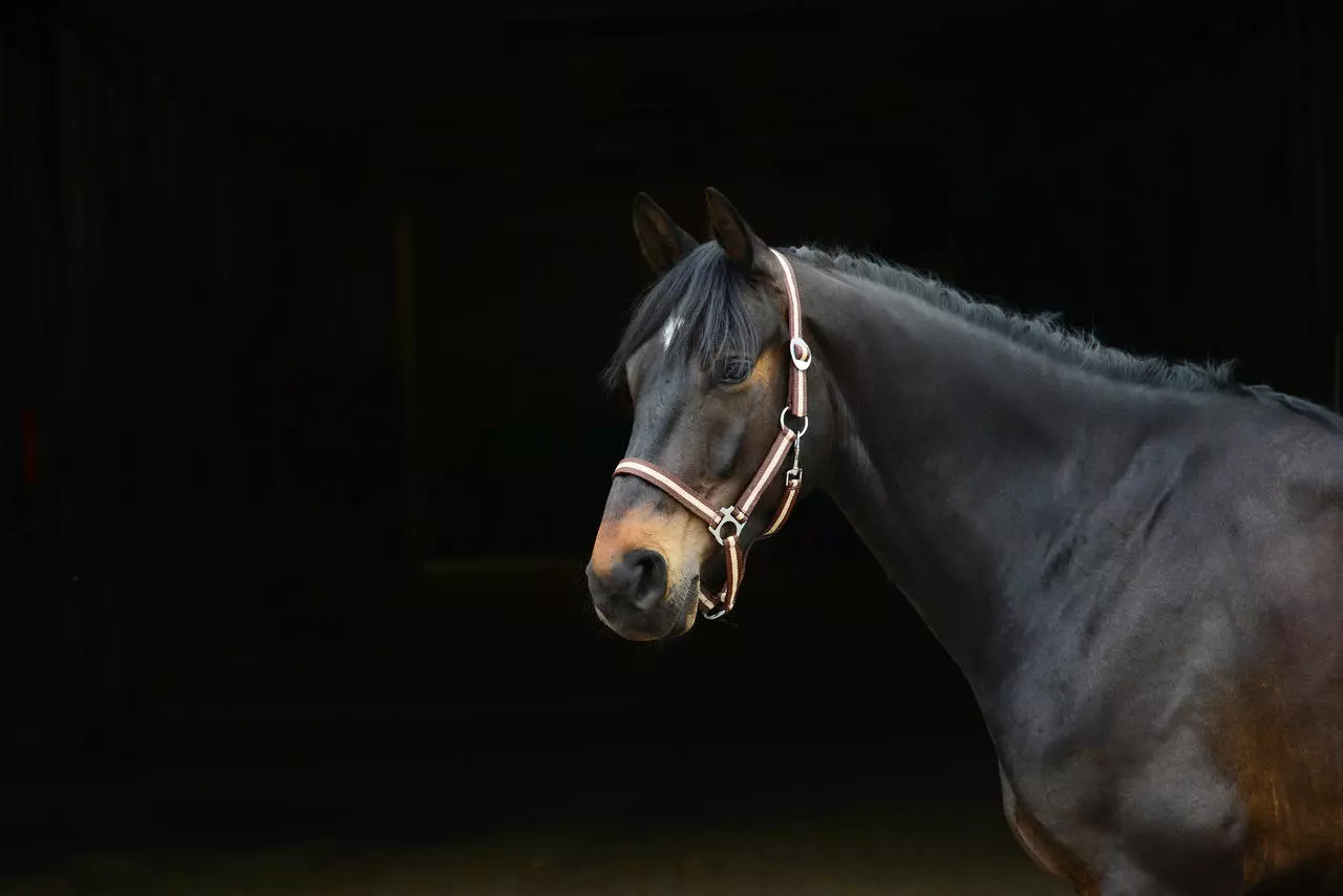 WAHL-Hausmarke HoldMe Halfter