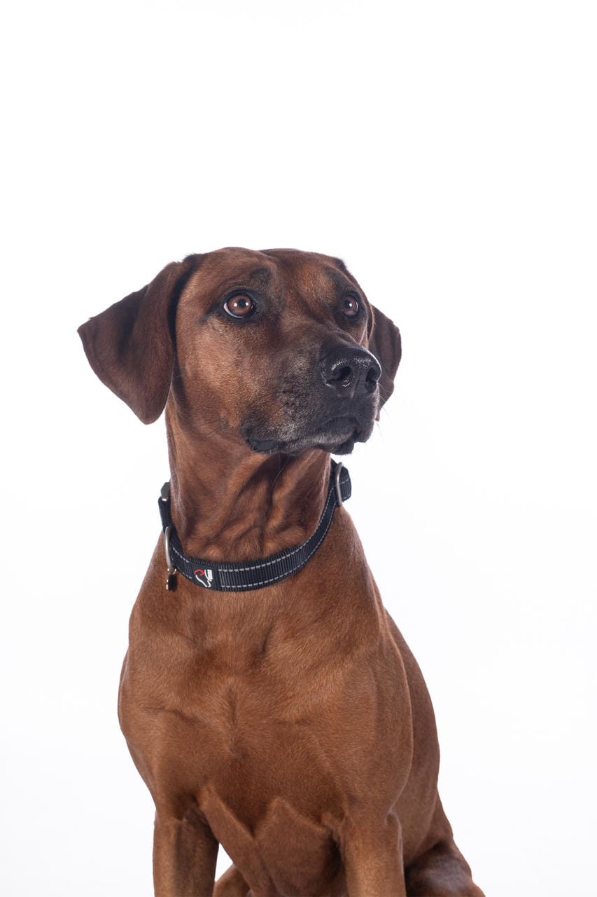 HKM Hundehalsband -Anam Cara- Nylon