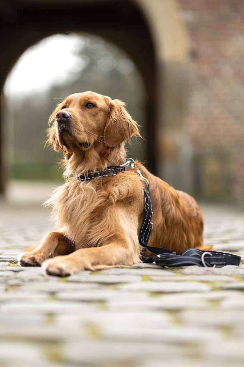 HKM Guinzaglio da addestramento per cani - Anam Cara - Nylon