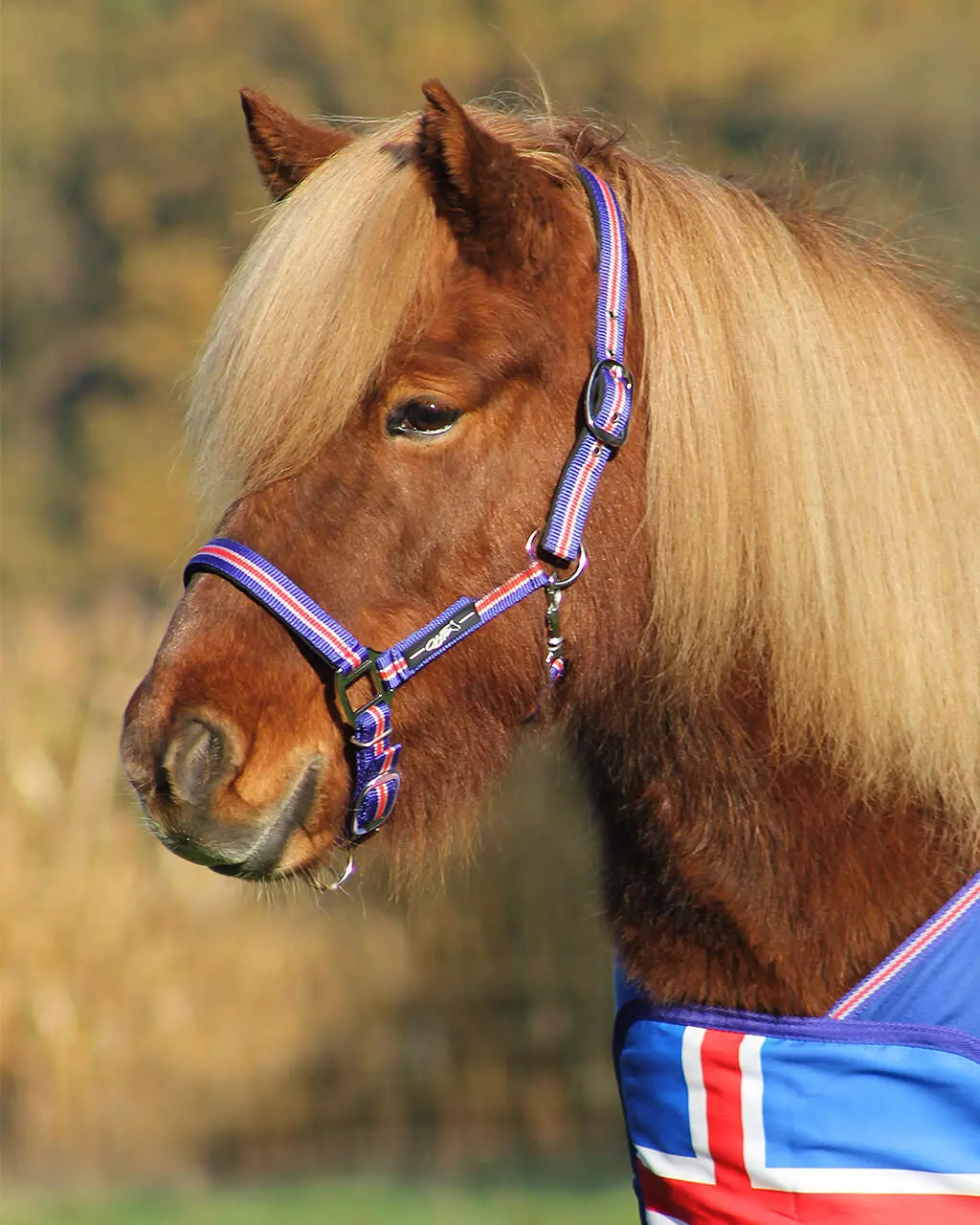 QHP Halfter Icelandic