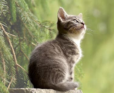 Katzen