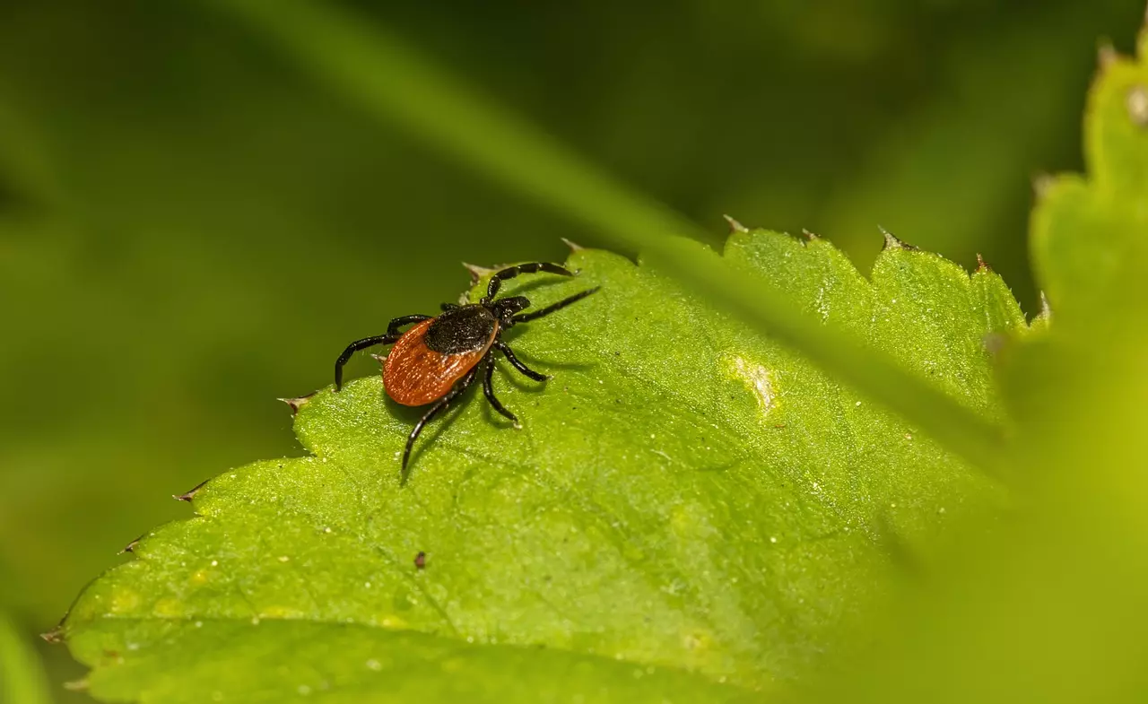Gliedertiere im Stall und auf der Weide – erkennen, verstehen, schützen Gliedertiere im Stall und auf der Weide – erkennen, verstehen, schützen
