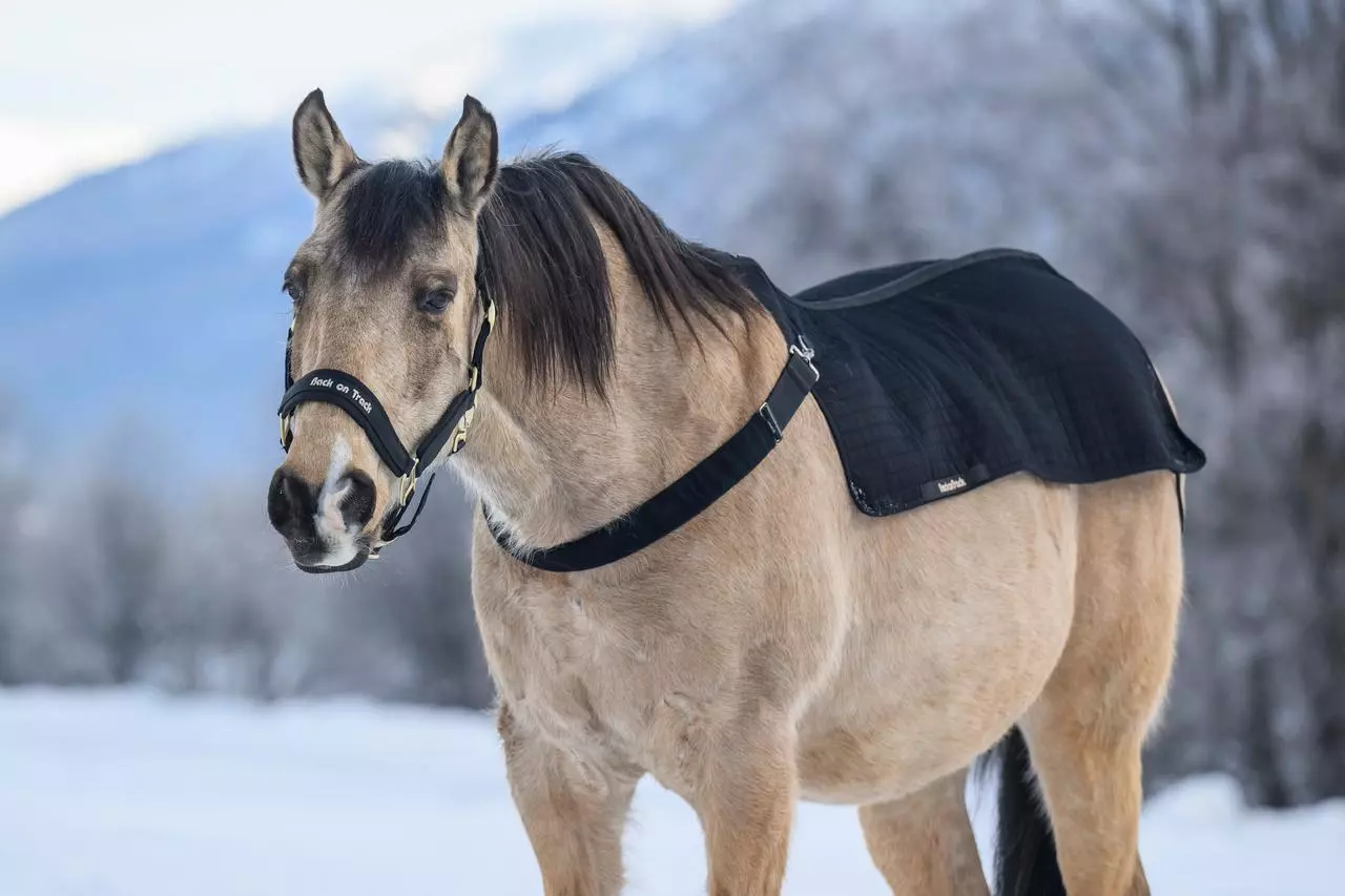 Back on Track Werano Halfter