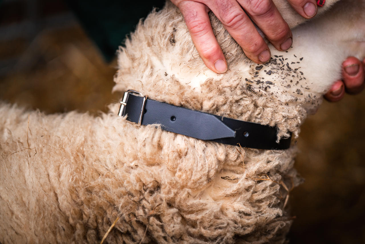 Leder-Halsriemen für Schafe 2,5cm breit