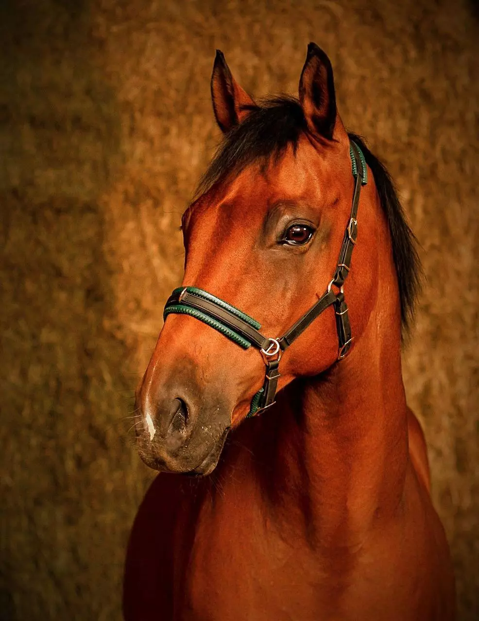 Hand Art Kappzaum Duo cognac