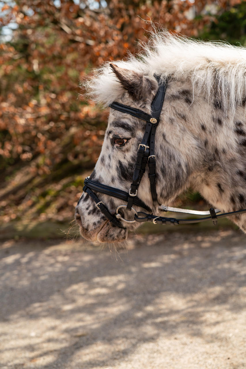 Hans Melzer Snaffle Shetty