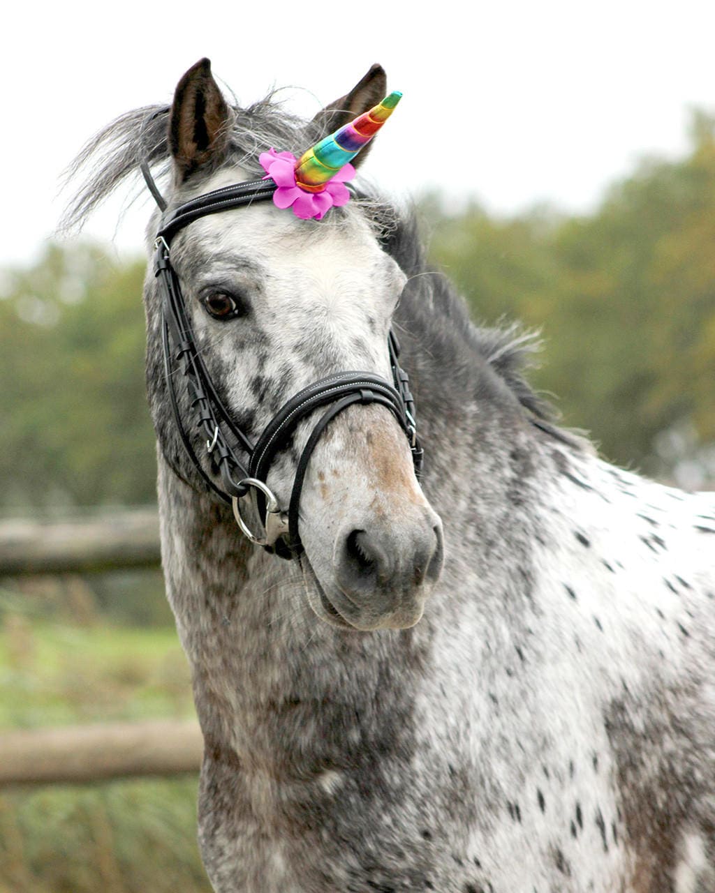 QHP Corno di unicorno