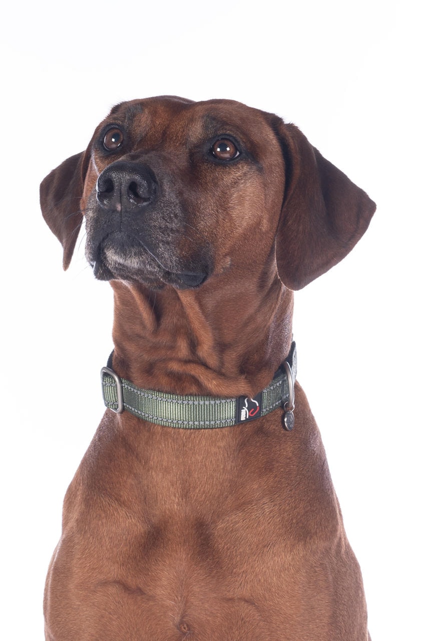 HKM Hundehalsband -Anam Cara- Nylon