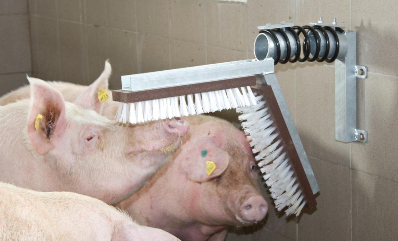 Kerbl Kratzbürste für Schweine