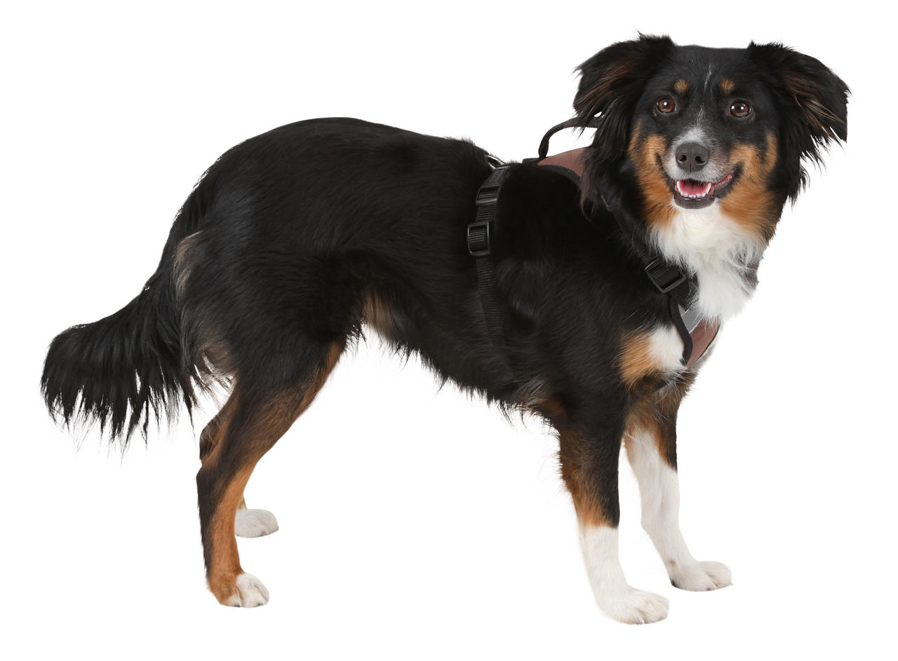 Kerbl Pettorina per cani a trazione pulsata