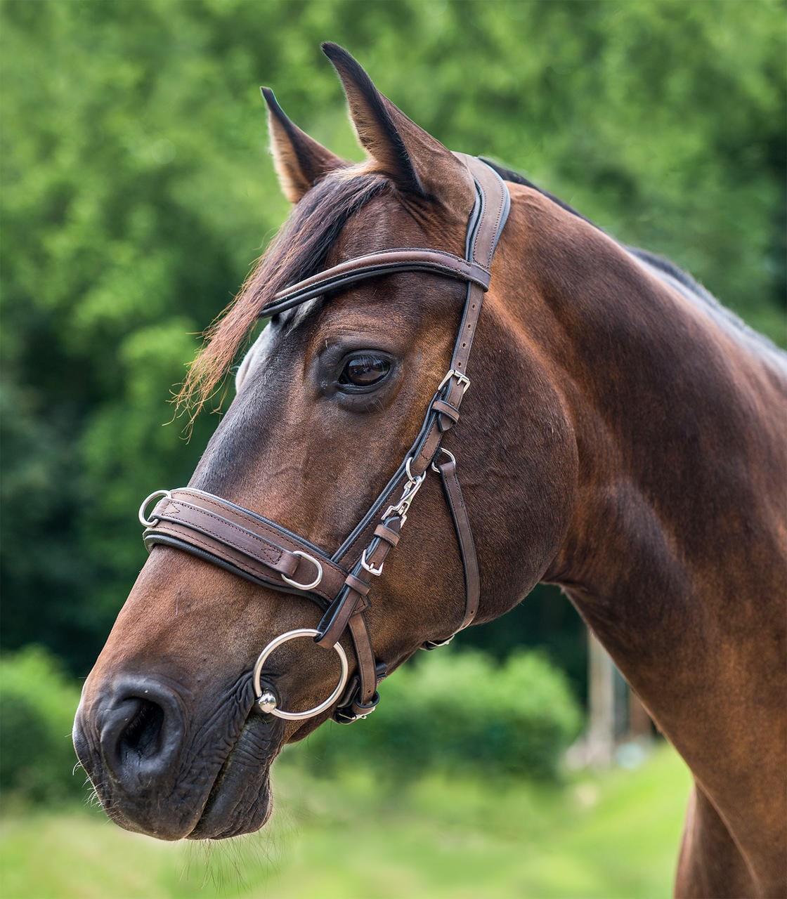 Waldhausen Cavallo di cuoio ANATOMICO