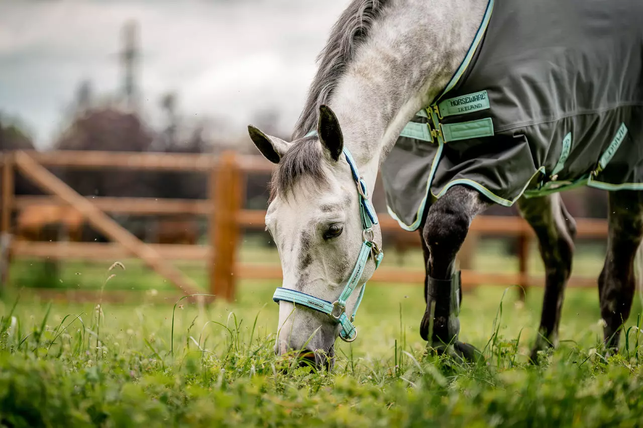 Horseware Field Safe Headcollar