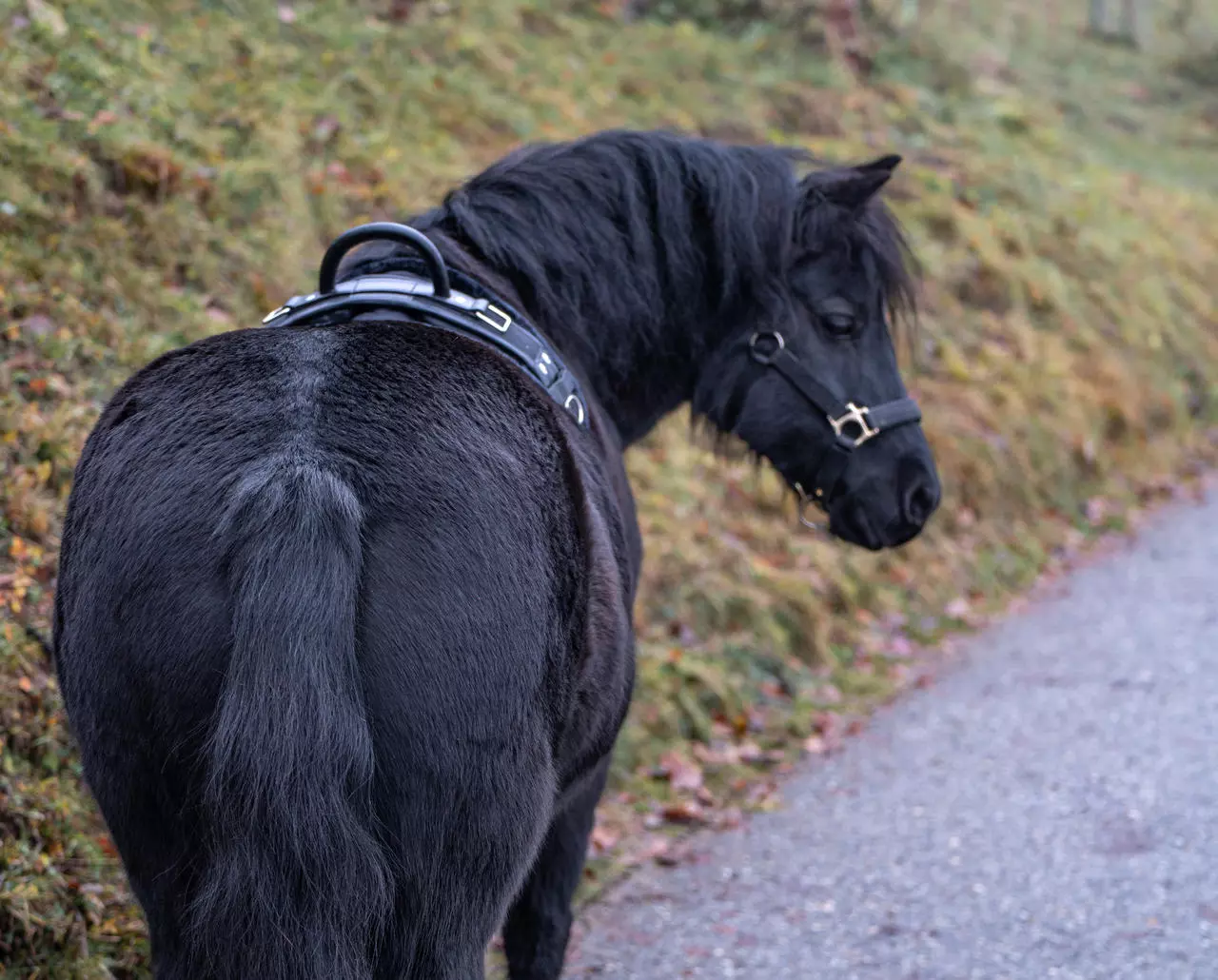 Longiergurt mit Handgriff