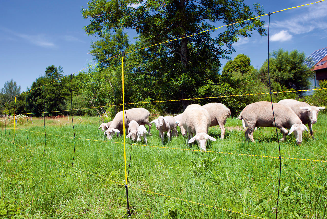 AKO EasyNet – Rete per pecore, alta 105 cm
