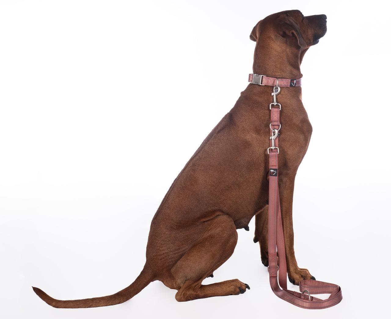 HKM Laisse de dressage pour chiens -Anam Cara- Nylon
