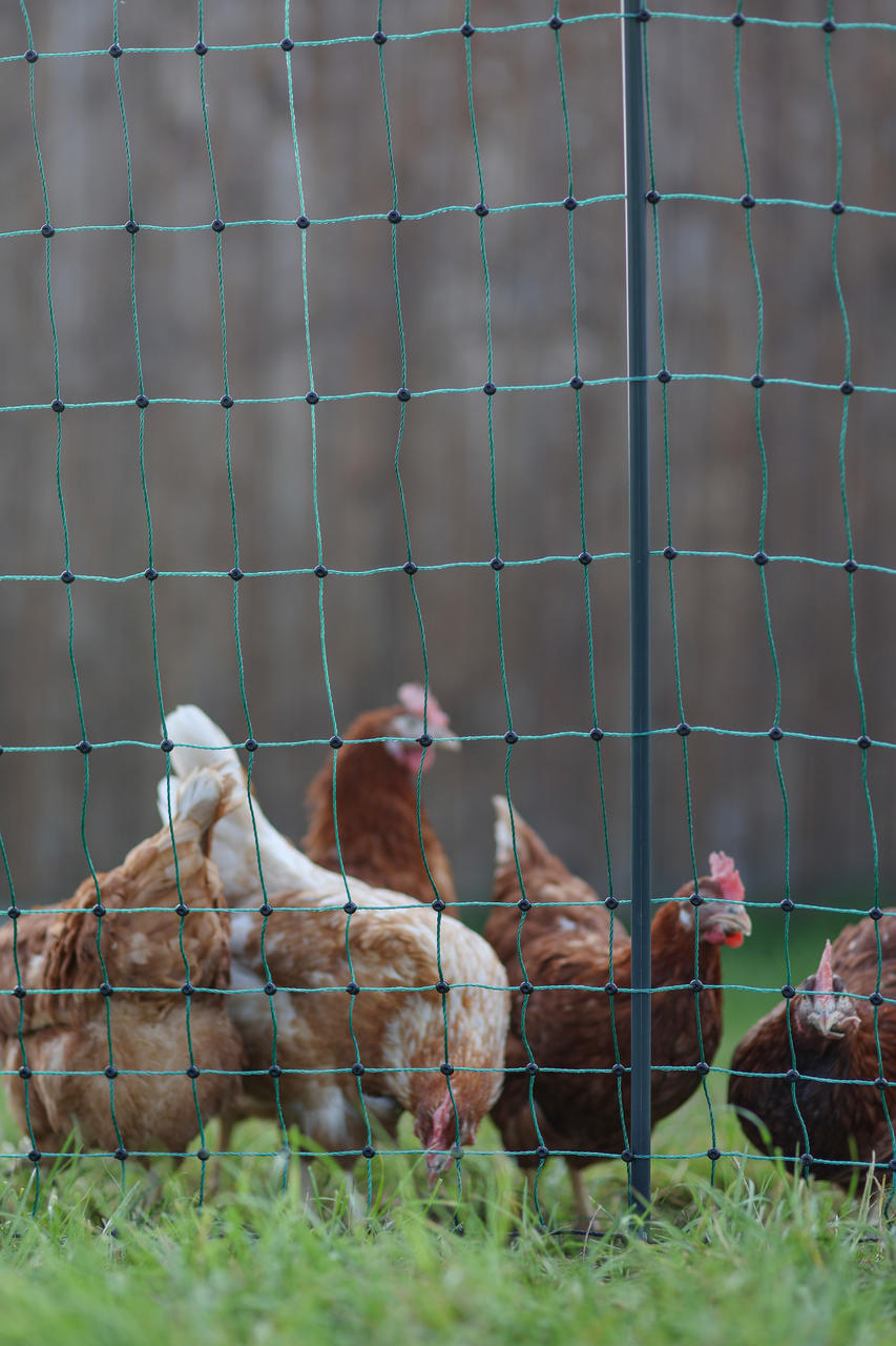 AKO PoultryNet Premium, 122 cm, non elettrico.