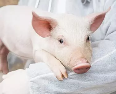 Veterinärartikel