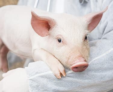 Veterinärartikel