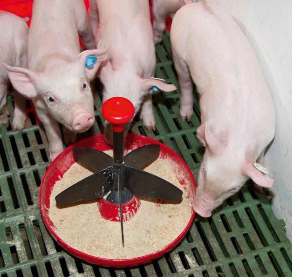 Kerbl Ferkelschale Mini-Piglet